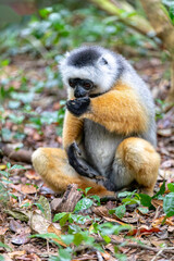 Colorful Diademed Sifaka lemur, (Propithecus diadema) Endangered endemic animal on the ground in rain forest, Andasibe-Mantadia National Park- Analamazaotra, Madagascar wildlife animal.