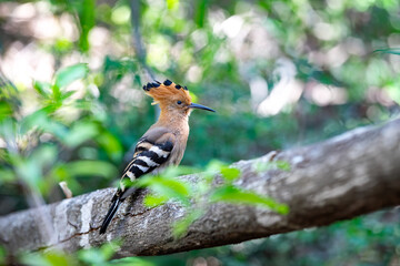 Madagascar hoopoe (Upupa marginata), species of hoopoe in the family Upupidae. Endemic bird sitting on tree trunk. Isalo National Park, Madagascar wildlife animal.