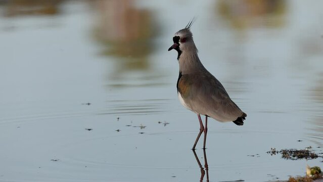 Adult Southern Lapwing Bird