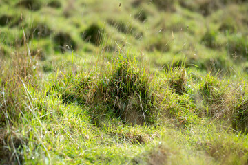 Long grass in a field on a farm. Green Pasture in a meadow on a ranch in Australia in spring