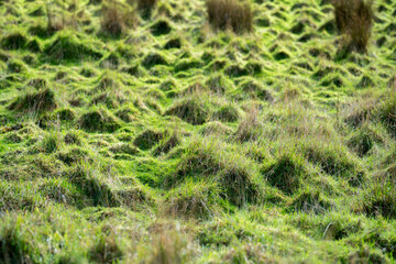 Long grass in a field on a farm. Green Pasture in a meadow on a ranch in Australia in spring