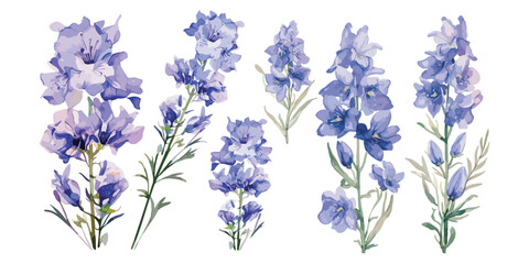 watercolor larkspur flower clipart for graphic resources