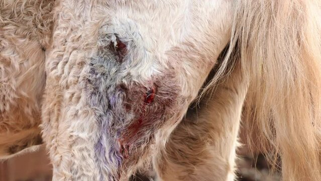 Elderly Horse Leg with Veterinary Care for Myiasis