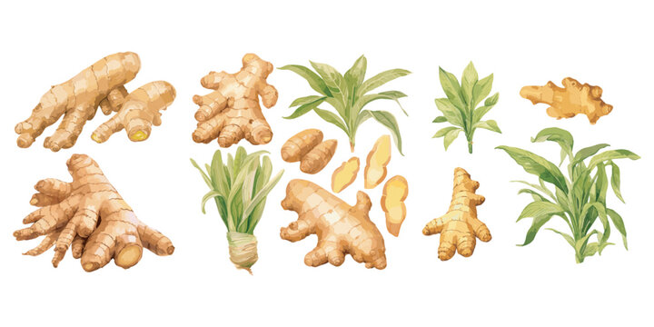 watercolor ginger clipart for graphic resources