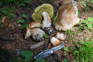 Forest mushrooms (porcini mushrooms, xerocomus) on the forest floor close-up, top view