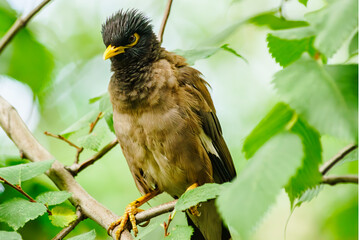 Autumn birds flew to pose
