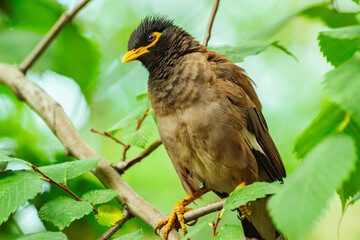 Autumn birds flew to pose