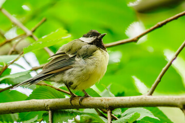 Autumn birds flew to pose
