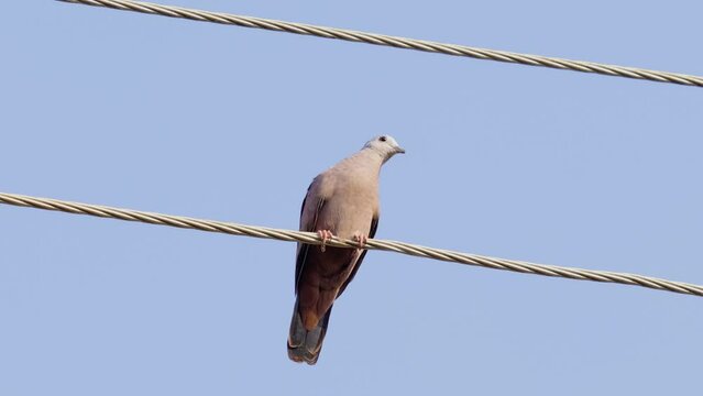 Ruddy Ground Dove