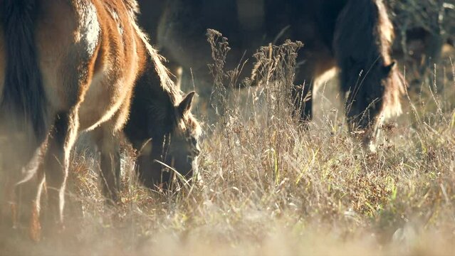 Sunlit wild exmoor pony horses herd in late autumn nature habitat in Milovice, Czech republic. Protected animals considered as horse ancestor maintain the environment of steppe landscape.