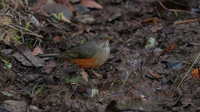 Adult Rufous-bellied Thrush Bird