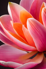 Pink and orange magnolia