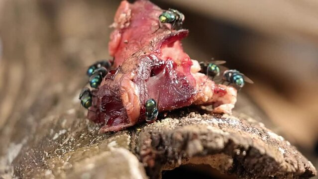 Flies Landing on Raw Meat