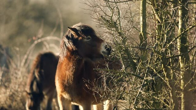 Closeup sunlit wild exmoor pony horse nibbling a bush, standing in the middle of pasture in late autumn nature habitat in Milovice, Czech republic. Protected animals considered as horse ancestor
