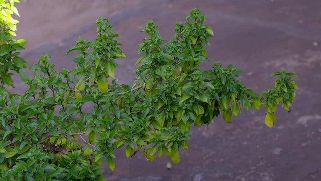 Sweet Basil Plant
