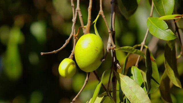fruits called Mangaba with selective focus