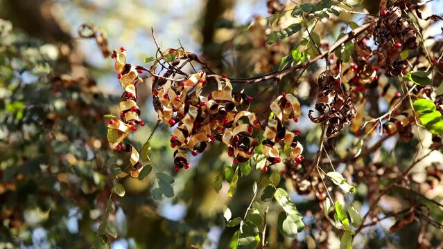 Saga Tree Seeds