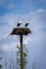 zwei Störche stehen mit dem Rücken im Storchennest. Himmel im Hintergrund
