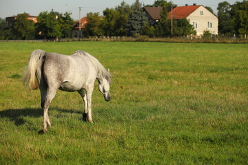 Konie na pastwisku w Michałowie - obrazy, fototapety, plakaty