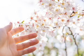 Spring