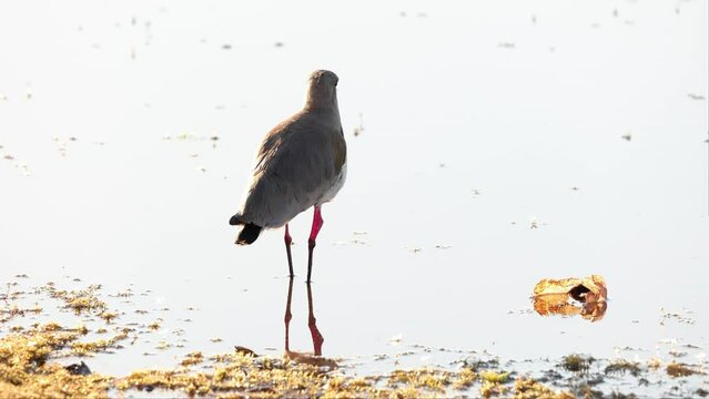 Adult Southern Lapwing Bird