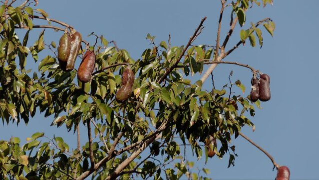 Stinkingtoe Tree with Fruits
