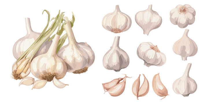 watercolor garlic clipart for graphic resources