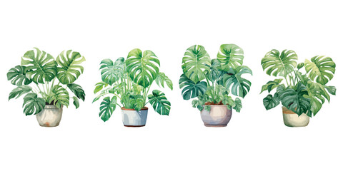 watercolor monstera in pot clipart for graphic resources - obrazy, fototapety, plakaty