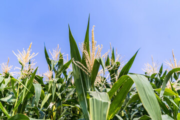 Agricultural corn plant in sunny day - growing green corn plant with blue sky