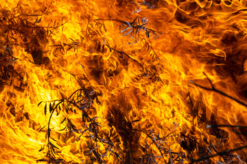 fire in the tree branches and leaves
