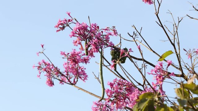 Pink Ipe Flowering Tree