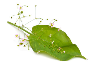 Alisma plantago-aquatica, also known as European water-plantain, common water-plantain or mad-dog...