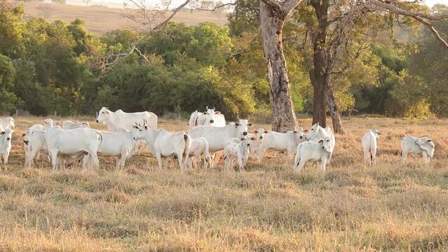 nelore cattle on dry pasture