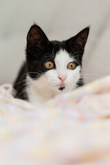 jung eHauskatze spielt in der Wohnung auf Sofa im Wohnzimmer