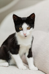 jung eHauskatze spielt in der Wohnung auf Sofa im Wohnzimmer