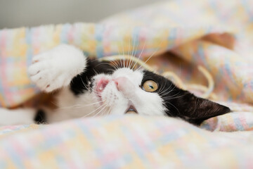 jung eHauskatze spielt in der Wohnung auf Sofa im Wohnzimmer