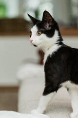 jung eHauskatze spielt in der Wohnung auf Sofa im Wohnzimmer