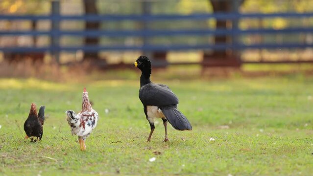 Male Adult Bare-faced Curassow
