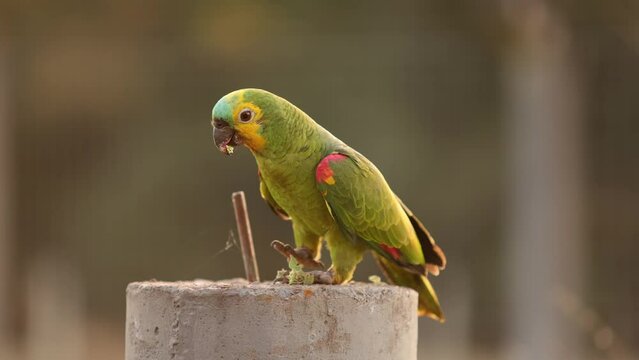 Adult Turquoise fronted Parrot
