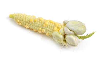 Corn smut is a plant disease caused by the pathogenic fungus Ustilago maydis. Isolated On white...