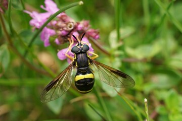 Closeup on a Two-banded Spearhorn, Chrysotoxum bicinctum feeding on a purple Thymus pulegioides flower