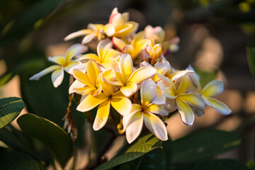Yellow frangipani flowers in the garden