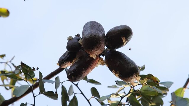 Stinkingtoe Tree with Fruits