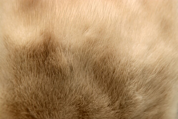 Light brown beige mink fur flat texture
