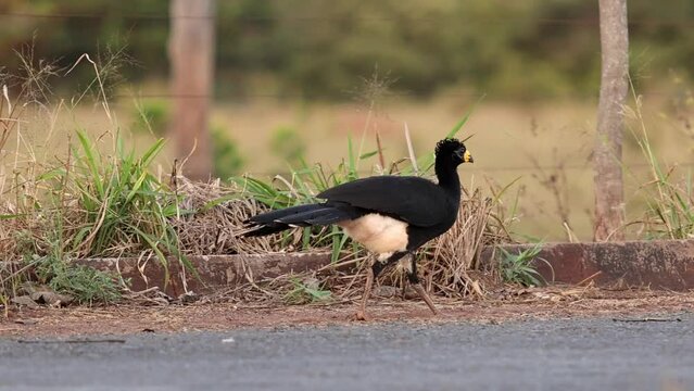 Male Adult Bare-faced Curassow