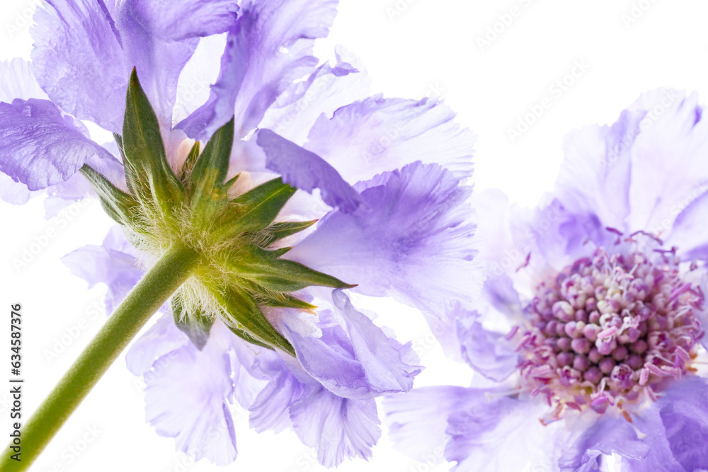 Poster Violet wildflower isolated on white background