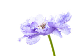 Violet wildflower isolated on white background