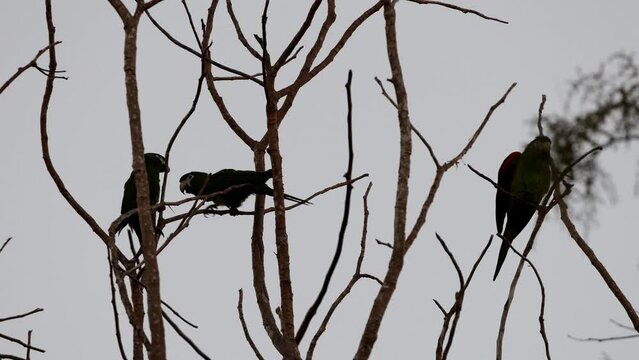 Adult Red shouldered Macaw of the species Diopsittaca nobilis silhouette at night
