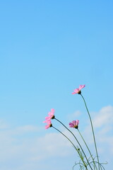 秋桜と青空, Cosmos flowers and Blue sky