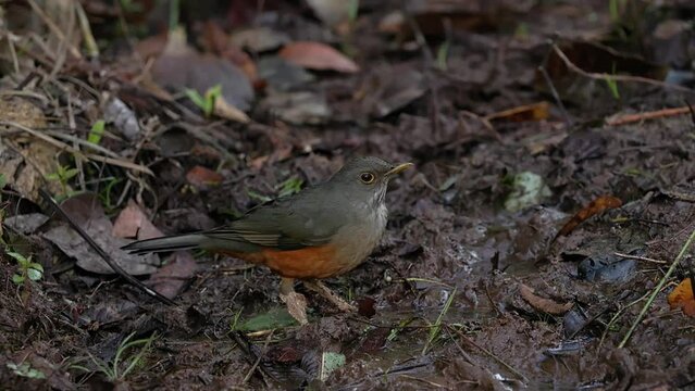 Adult Rufous-bellied Thrush Bird